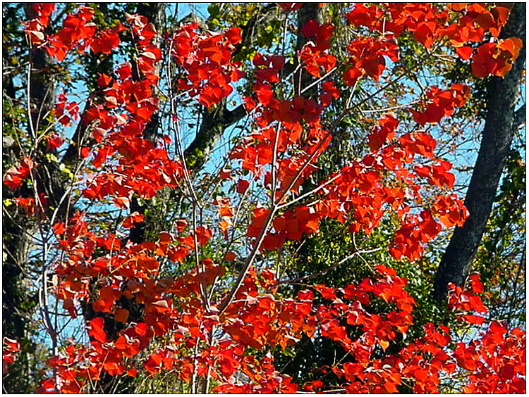 Fall colors in woods behind Pinehurst subdivision - Baytown, Texas