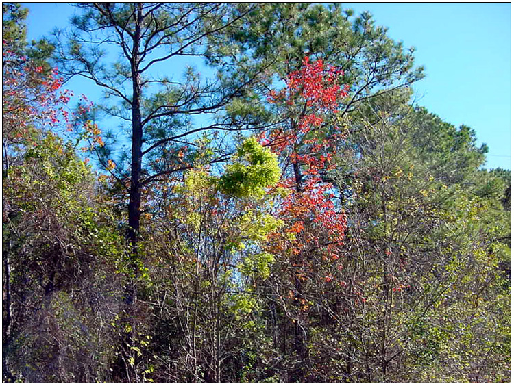 Fall colors in woods behind Pinehurst subdivision - Baytown, Texas