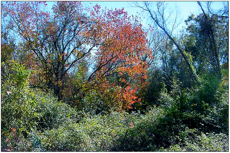 Fall colors in woods behind Pinehurst subdivision - Baytown, Texas