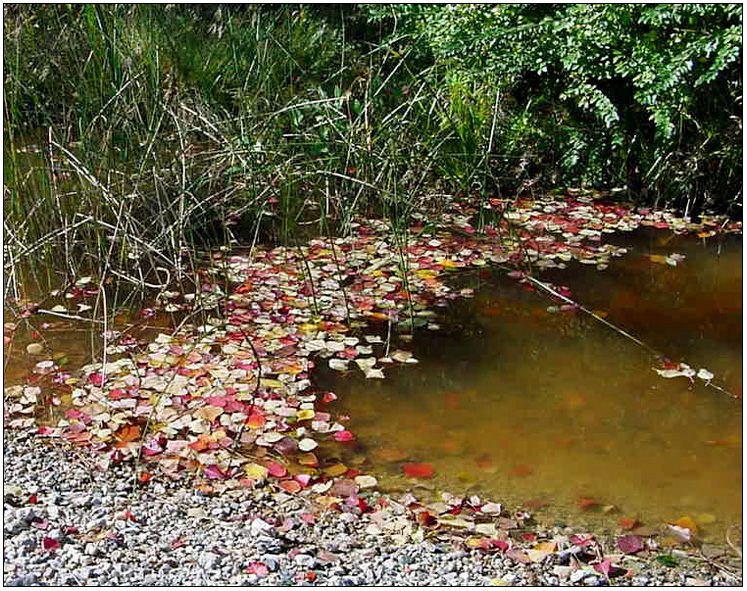 Fall colors in woods behind Pinehurst subdivision - Baytown, Texas