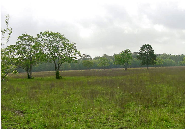 Site of the old town of Cedar Bayou close to Jenkins Park.  This is now a dog park. Baytown, Texas