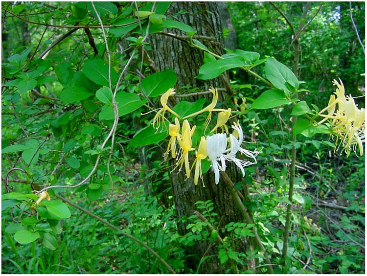 Wild flowers in woods behind Jenkins Park - Baytown, Texas