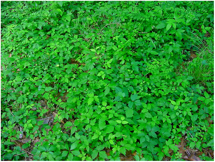 Poison Ivy in woods behind Jenkins Park - Baytown, Texas