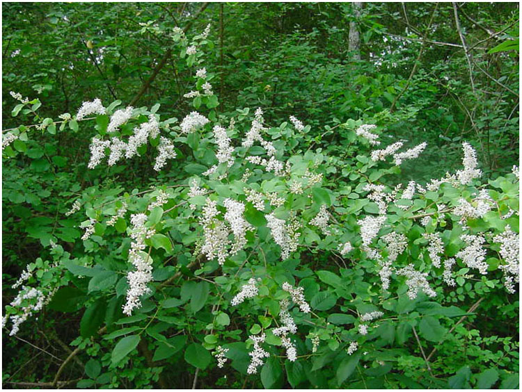 Wild flowers in woods behind Jenkins Park - Baytown, Texas