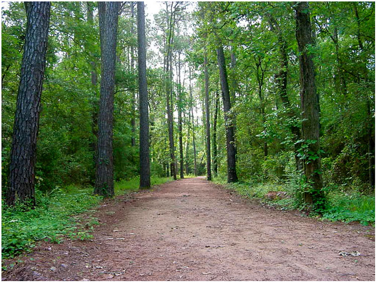 Cary Bayou Trail in woods behind Jenkins Park - Baytown, Texas