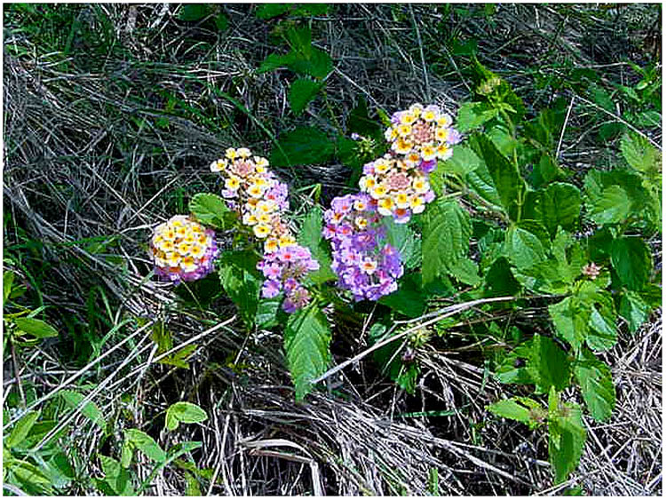 Wild flowers in woods behind Jenkins Park - lantana - Baytown, Texas