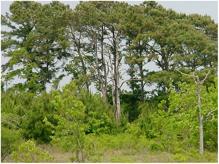 Evergreen Road trees on Tabbs Bay - Baytown, Texas
