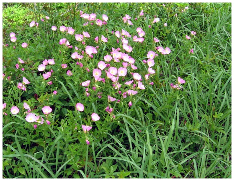 Wild flowers in Baytown, Texas