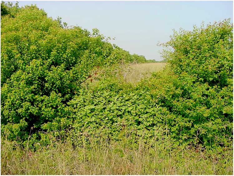 North Main field - Baytown Texas