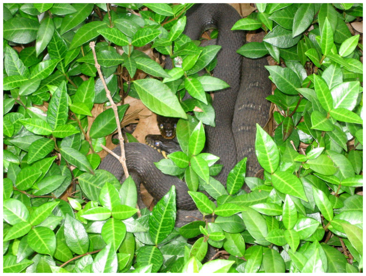 Yellow-bellied water snakes in Baytown Texas 