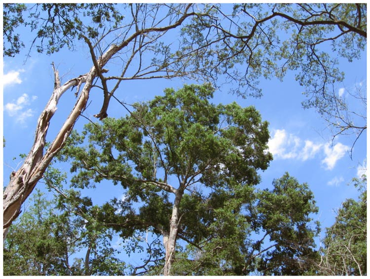 Around Baytown -- Trees and sky around Baytown Texas