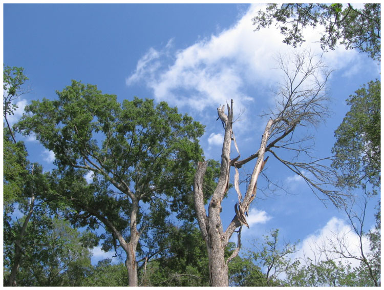 Around Baytown -- Trees and sky around Baytown Texas