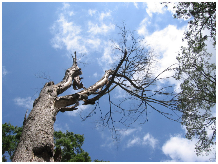 Trees and sky around Baytown Texas 