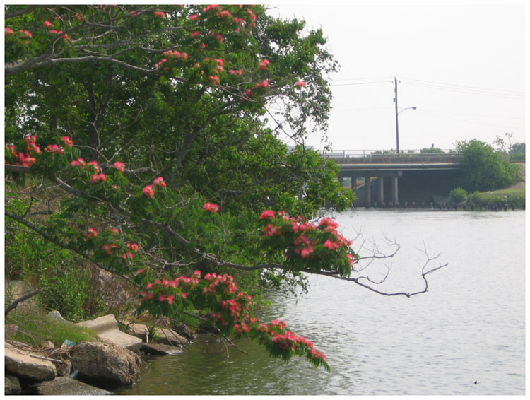 Goose Creek Trail as it passes a Mimosa tree 