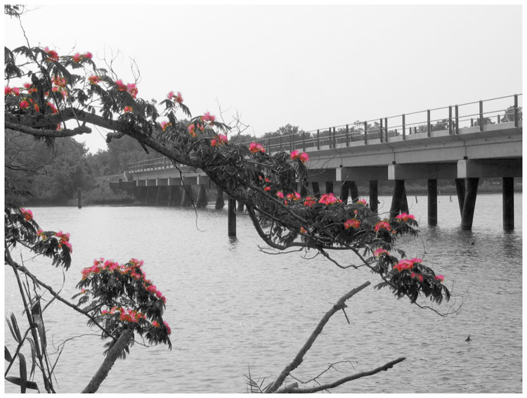 Goose Creek Trail as it passes a Mimosa tree 