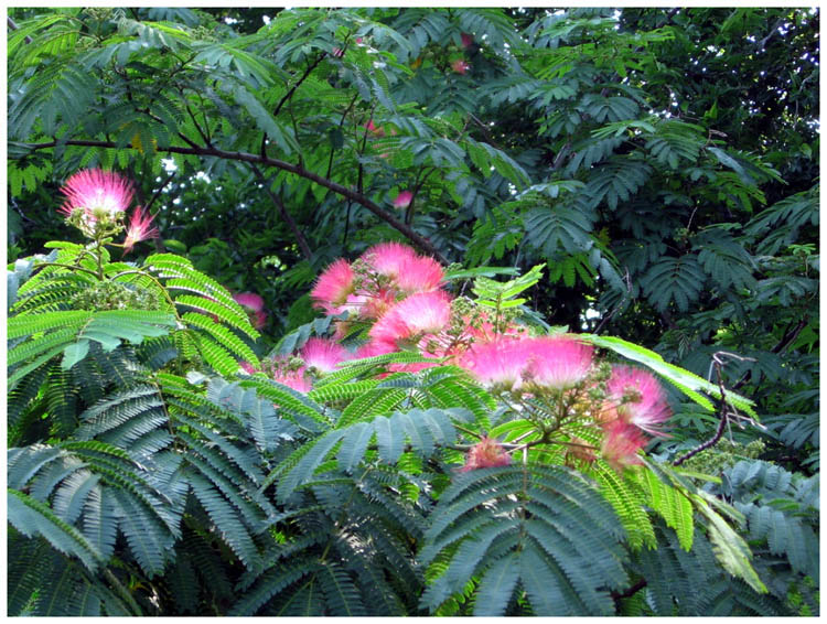 Beautiful Mimosa trees in Baytown Texas 