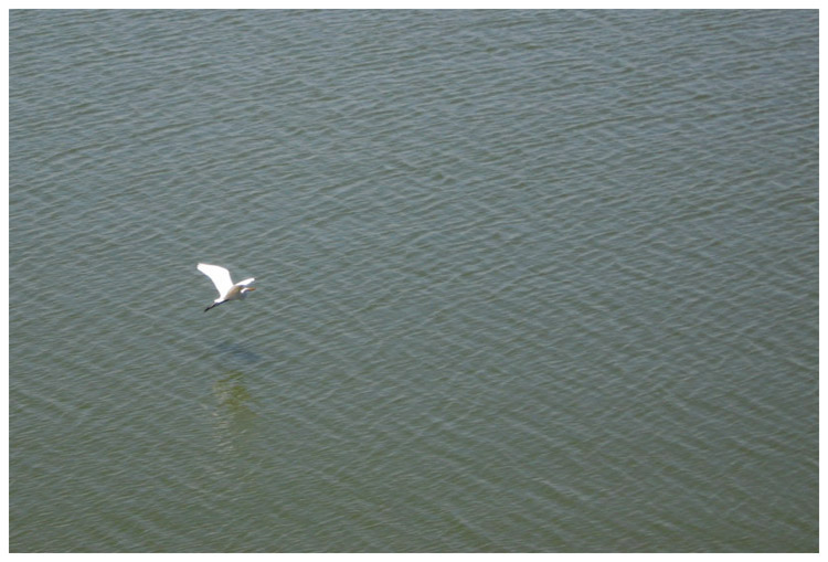 Great white Egret flying across Tabbs Bay by the Fred Hartman Bridge