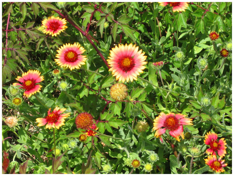 Wild flowers in Baytown Texas 