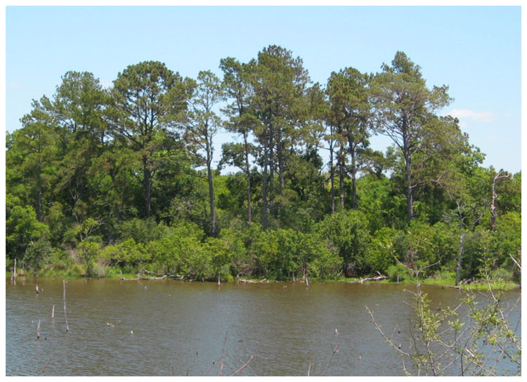 Tree line close to Business SH146/ SH146 - Baytown, Texas