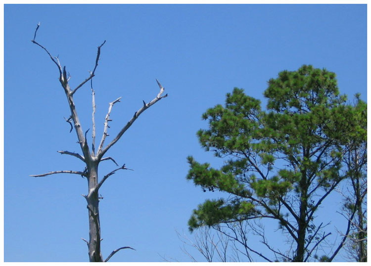 Trees and sky around Baytown Texas 