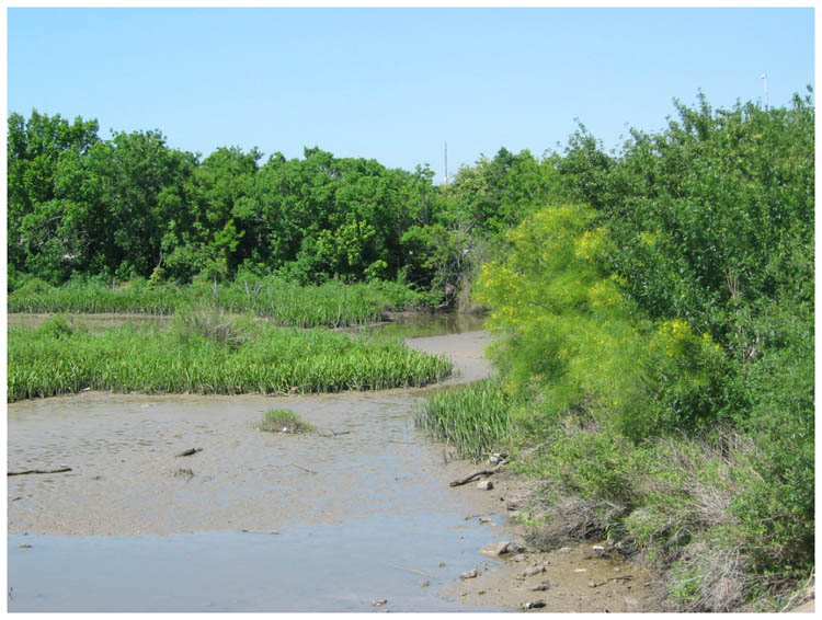 Goose Creek Estuary at Park Street - Baytown, Texas