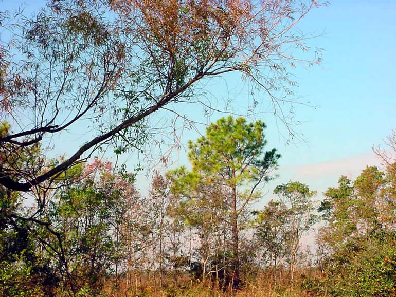 Around Baytown - Trees in Baytown Texas SH-146 