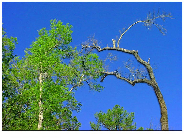 Around Baytown - Jenkins Park trees