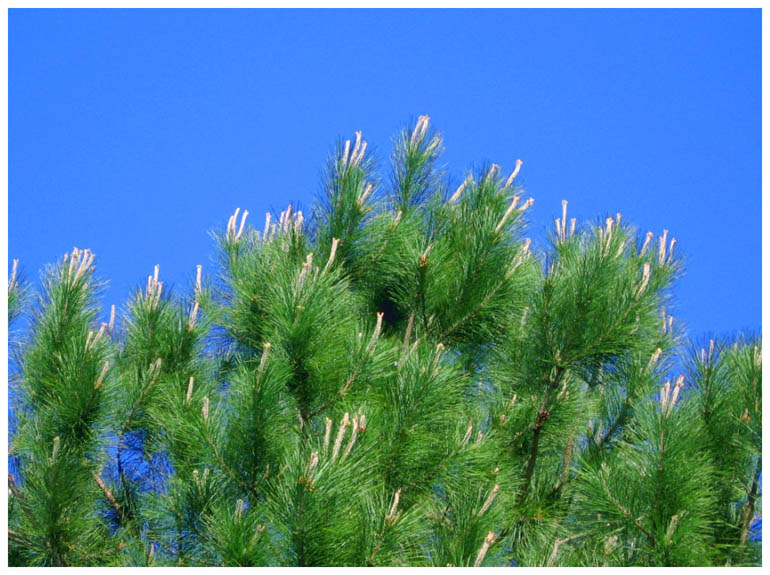 Around Baytown, Texas - Pine Candles