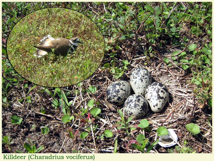 Around Baytown - Killdeer (Charadrius vociferus) - Baytown, Texas