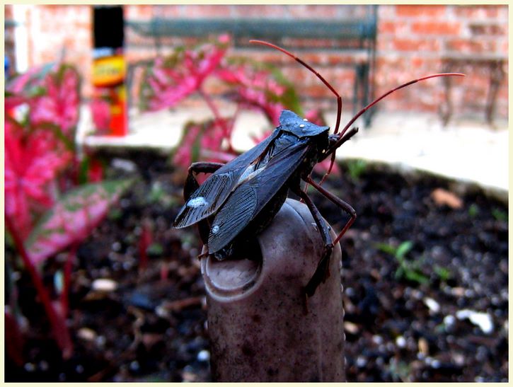 Around Baytown - Leaf foot bug - Baytown, Texas