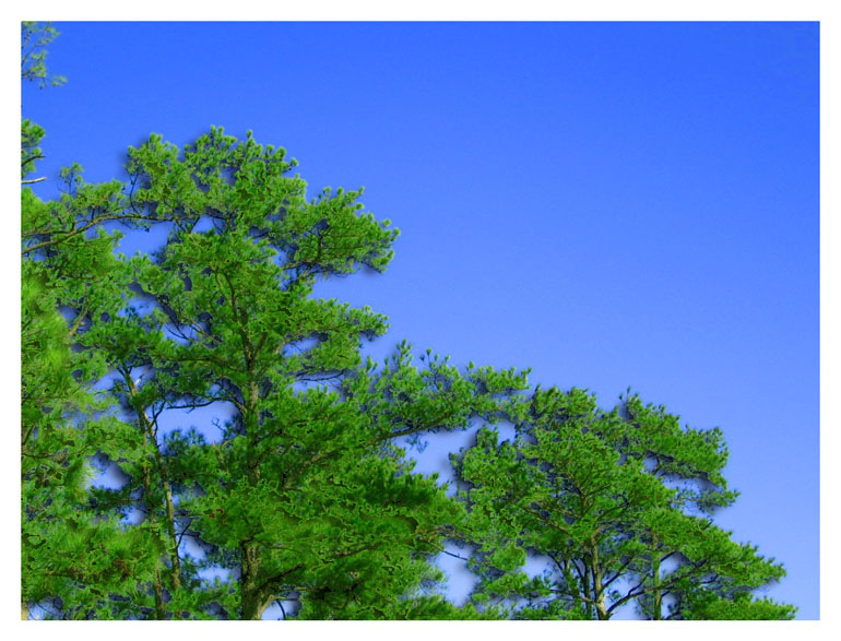 Around Baytown - Jenkins Park Pine trees - Baytown, Texas