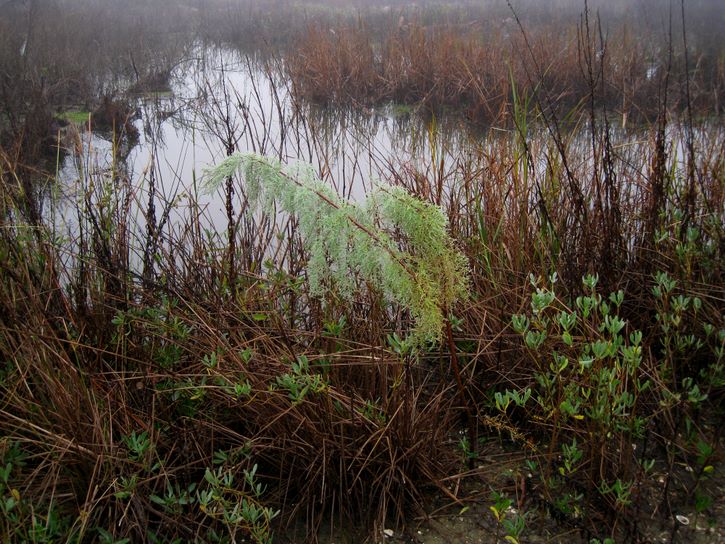 Baytown Nature Center Hike 12-18-2008 - Baytown, Texas 