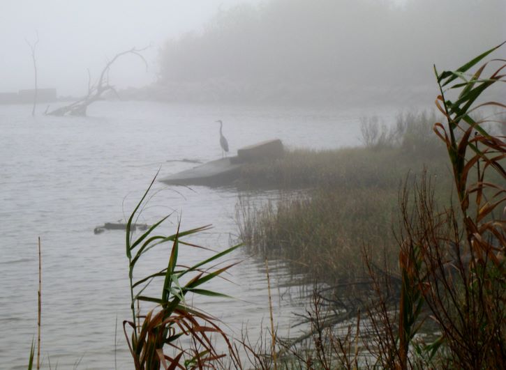 Baytown Nature Center Hike 12-18-2008 - Baytown, Texas 