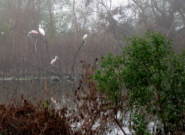 Baytown Nature Center Hike 12-18-2008 - Baytown, Texas 