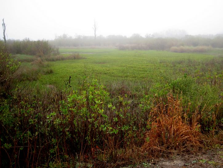 Baytown Nature Center Hike 12-18-2008 - Baytown, Texas 