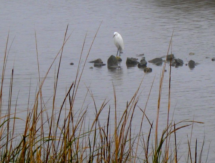 Baytown Nature Center Hike 12-18-2008 - Baytown, Texas 