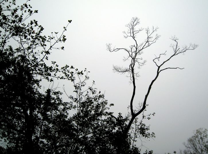 Baytown Nature Center Hike 12-18-2008 - Baytown, Texas 