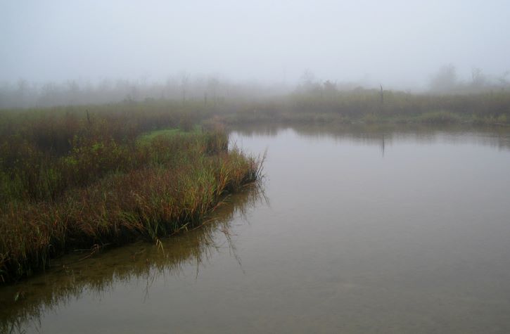 Baytown Nature Center Hike 12-18-2008 - Baytown, Texas 