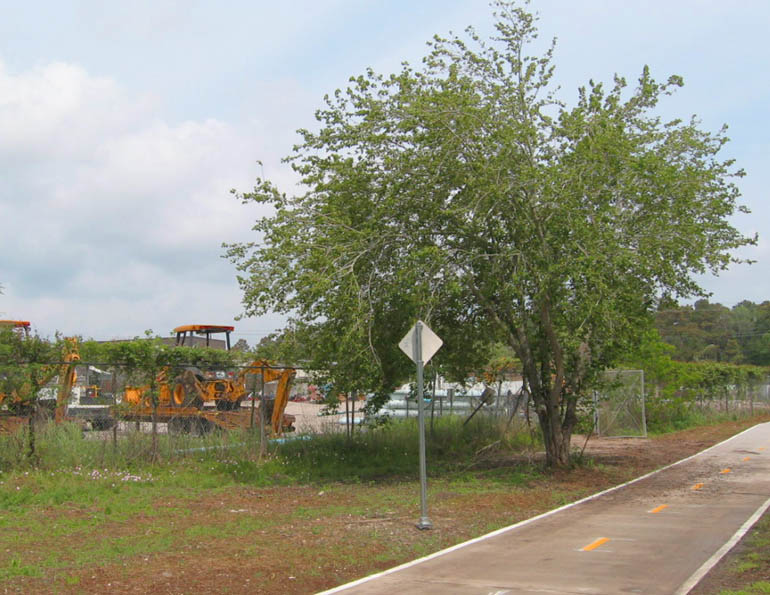 Goose Creek Trail - Baytown, Texas - Mulberry Tree