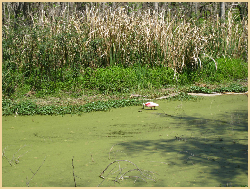 Brazos Bend State Park - Texas Parks and Wildlife - Spillway Trail - Rosette Spoonbill