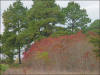 Evergreen Road Photo Baytown Bert